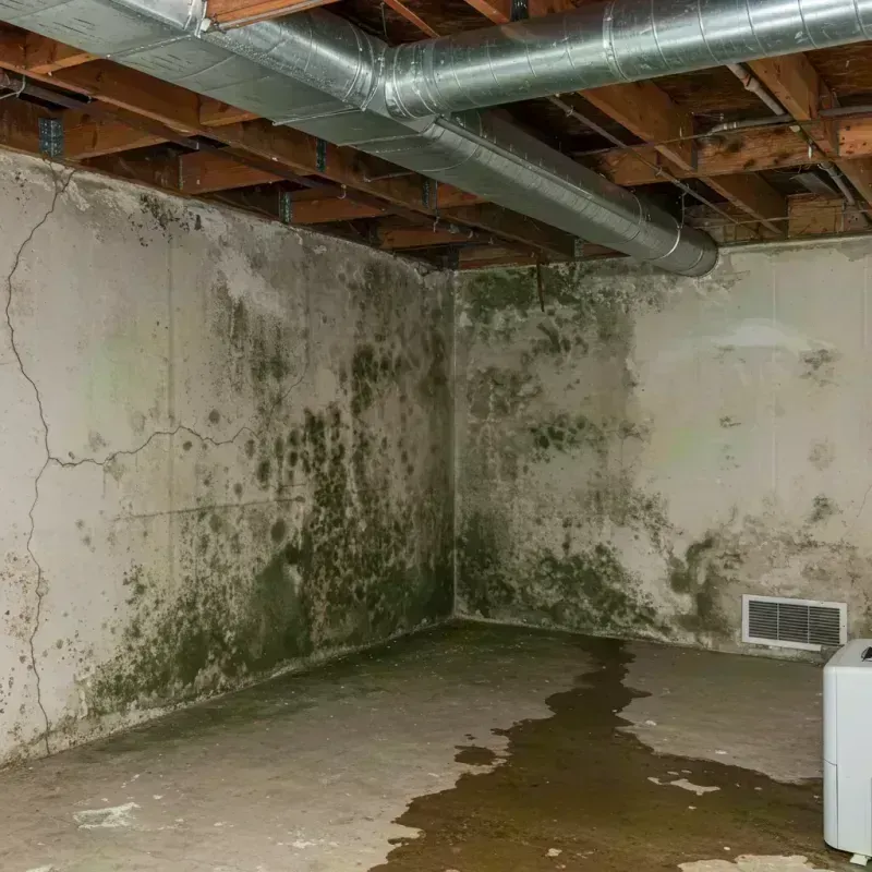 Professional Mold Removal in Nicholas County, WV